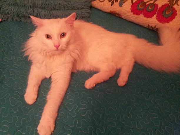 Turkish Angora Cat stock photo