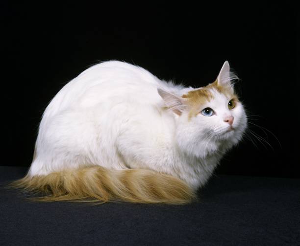 Turkish Van Domestic Cat laying against Black Background stock photo