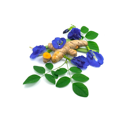 turmeric vegetable herb and spices on group of three butterfly pea flowers with green pad contain seed on leaves. fresh flora violet blooming. herb of thai food. isolated on white background