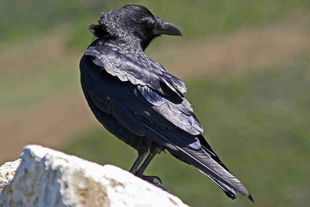 Turning Crow stock photo