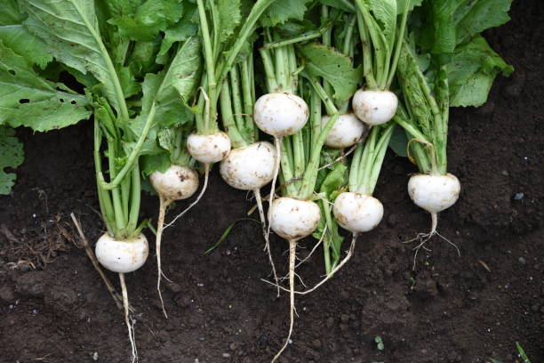 Turnip harvesting Kitchen garden / Turnip cultivation and harvesting. turnip stock pictures, royalty-free photos & images