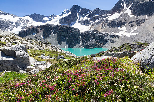 Turquoise Wedgemount Lake, Wedge Mountain and Alpine flowers, Whistler, BC stock photo