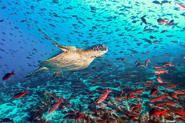 Turtle and tons of fish Turtle swimming across a school of fish in Galapagos ecuador stock pictures, royalty-free photos & images