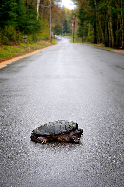 Turtle Crossing the Road A large snapping turtle slowly makes his way across the street. mike cherim stock pictures, royalty-free photos & images