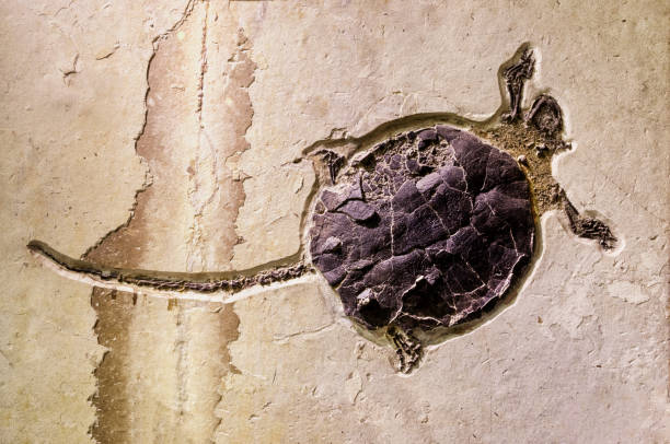 Turtle Fossil (Chisternon undatum) stock photo