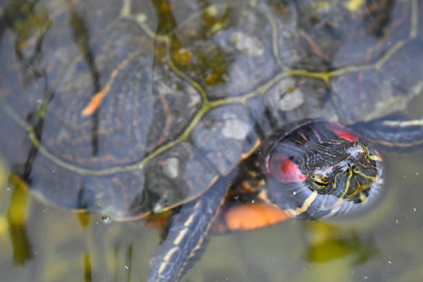 Turtle in a Pond Breathing Close up South Coast Botanic Garden steven harrie stock pictures, royalty-free photos & images