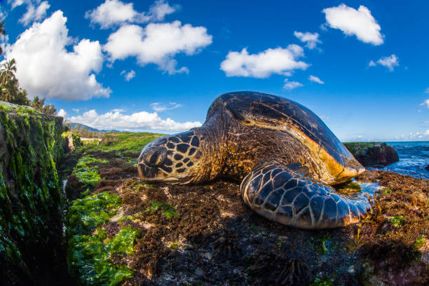 Turtle on the Beach in Hawaii stock photo