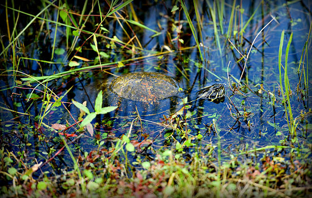 Turtle peaks through the pond Everglades, Florida stock photo