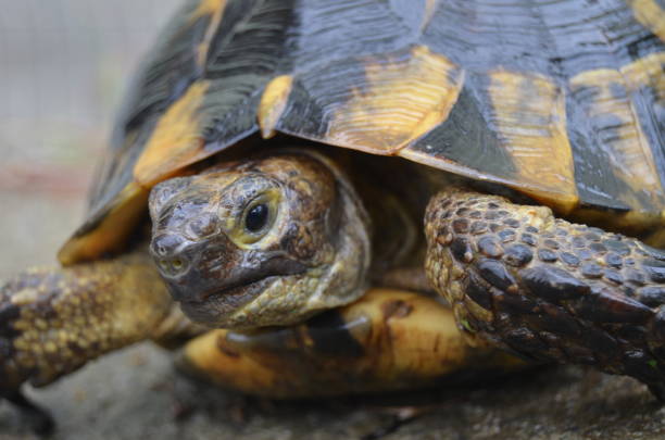 turtle - tartaruga selvagem imagens e fotografias de stock