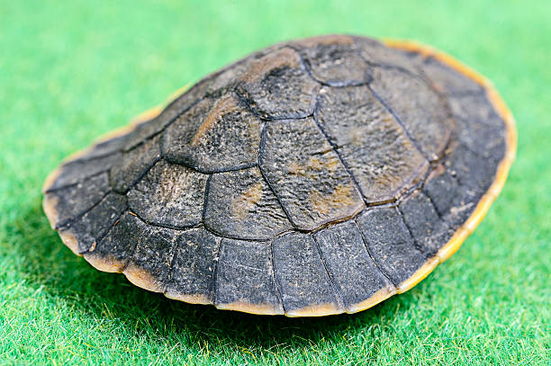 Turtle  vudhikrai stock pictures, royalty-free photos & images
