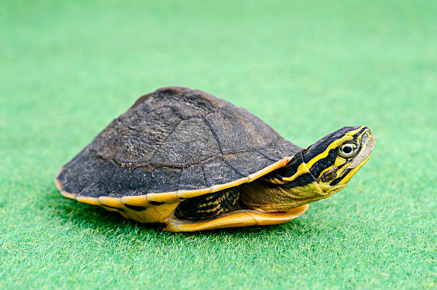 Turtle  vudhikrai stock pictures, royalty-free photos & images