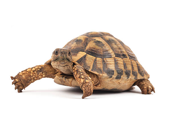 Turtle (Testudo hermanni) Turtle (Testudo hermanni) on the white background. turtle stock pictures, royalty-free photos & images
