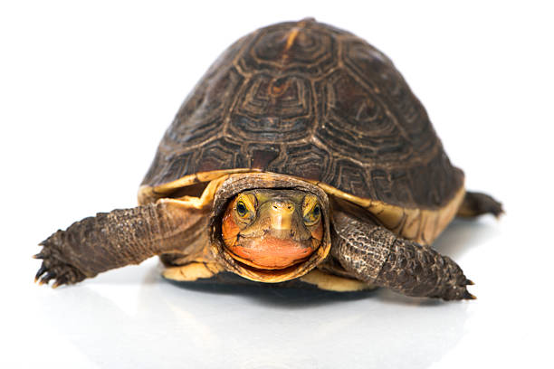 Turtle stock photo