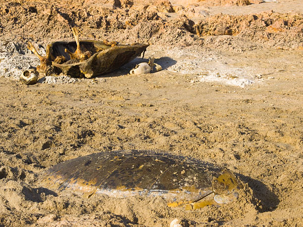 tartaruga de conservação - tartaruga selvagem imagens e fotografias de stock