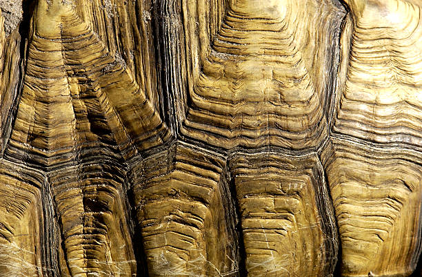 Turtle shell texture stock photo