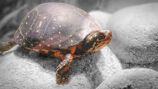 Adorable spotted turtle