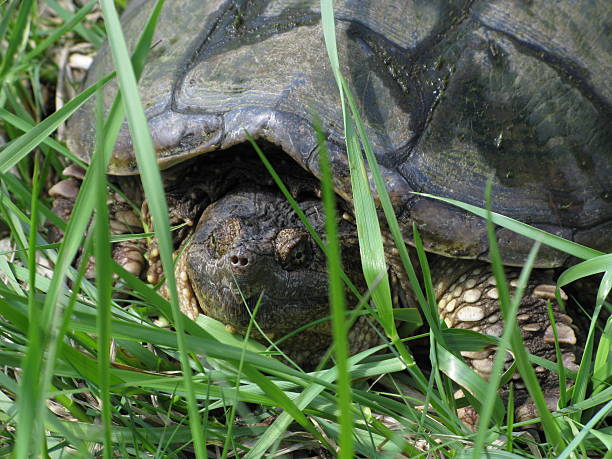 tartaruga-mordedora réptil shell - tartaruga selvagem imagens e fotografias de stock