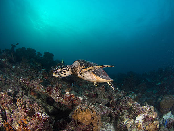 turtle swimming stock photo