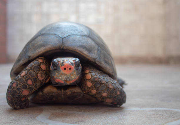 turtle walking - tartaruga selvagem imagens e fotografias de stock