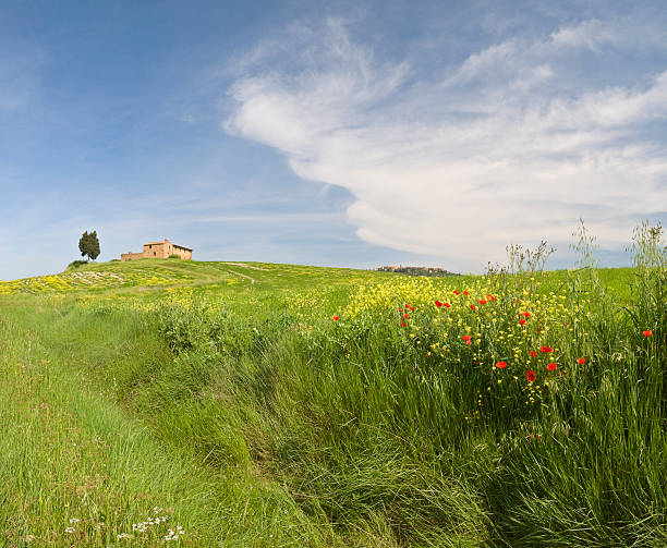 Tuscan farmhouse and poppies stock photo