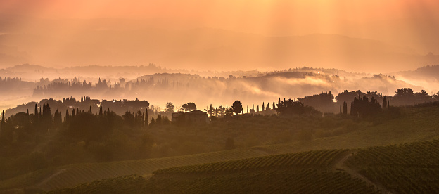 Cypress on the Hills of Tuscany on a Foggy morning