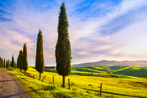 Tuscany, cypress tree group row and white rural road on sunset. Volterra, Pisa Italy, Europe.