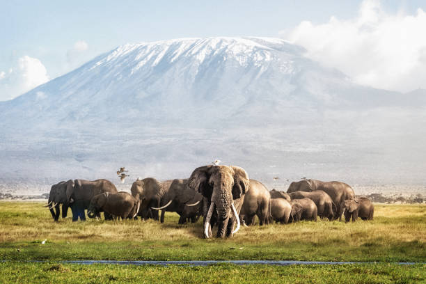 Tusker Tim and Family in Front of Kilimanjaro Famous big tusker bull elephant Tim with family herd in front of Mt. Kilimanjaro in Amboseli, Kenya Africa mt kilimanjaro photos stock pictures, royalty-free photos & images