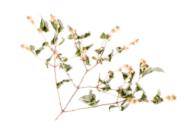 Twig of jasmine blossom isolated on white background. stock photo