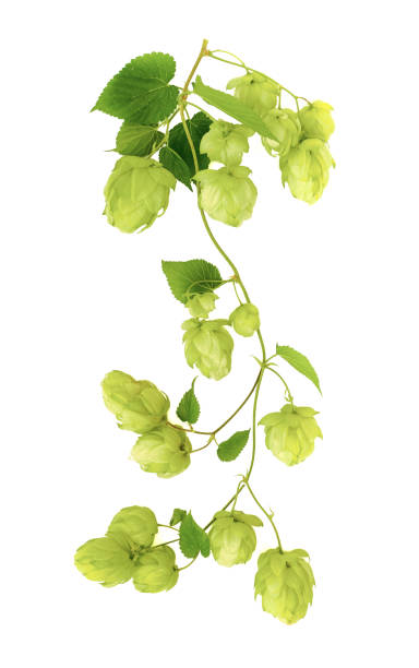 twig of ripe green hop on white background stock photo