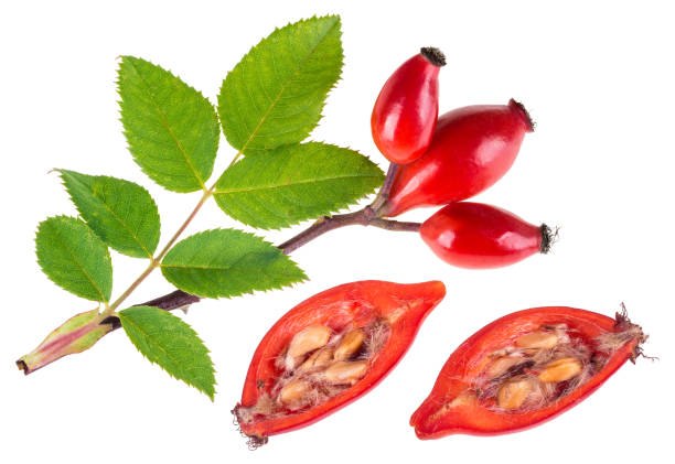 Twig of rose hip and red halved rosehip. Rosa canina stock photo
