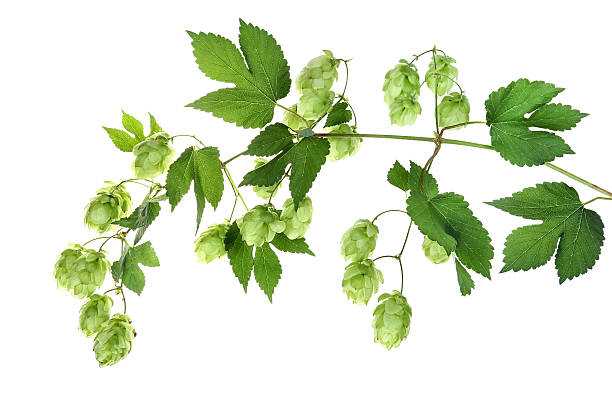 Twig with hop stock photo