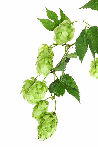 Twig with hop stock photo
