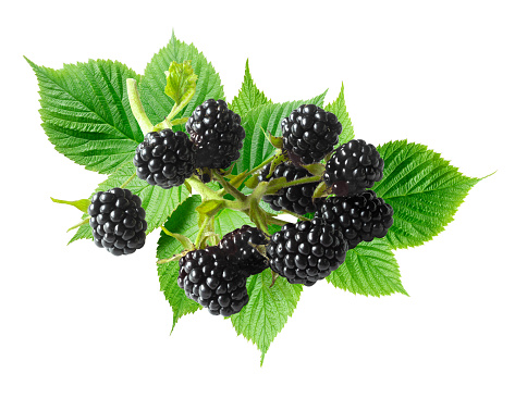 A twig with ripe blackberries on the foliage. Ripe fresh berries isolated on white