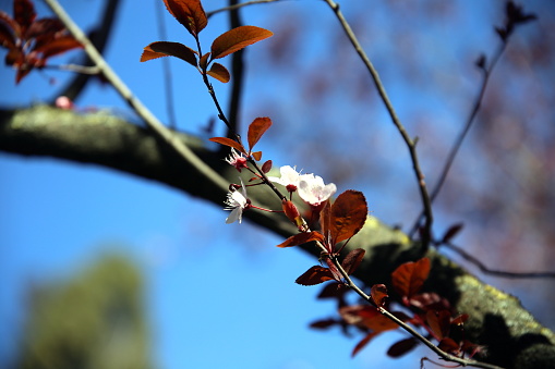 Twig with white flowers and dark leaves, backlit, with other branches and blue sky in the background