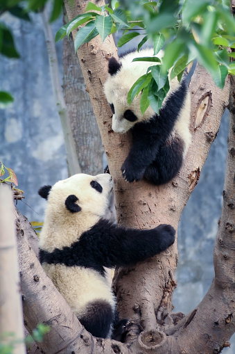 Active panda climbing tree