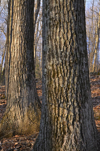 Twin oaks stock photo