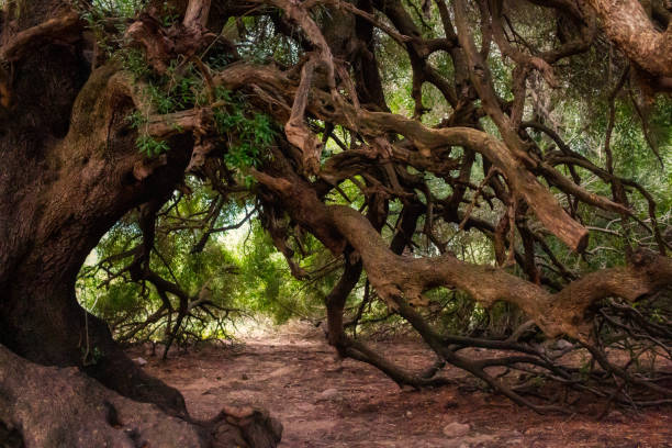 twisted boughs of centuries old olive tree in Sardinia stock photo