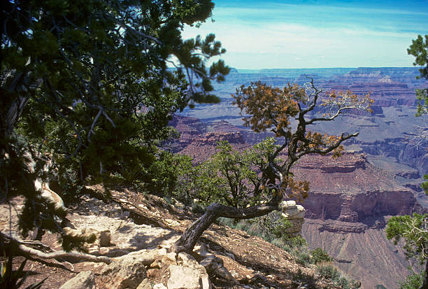 Twisted tree over Grand Canyon A twisted, dying pine tree is framed by the majestic striated cliffs of the Grand Canyon in the distance. hearkencreative stock pictures, royalty-free photos & images
