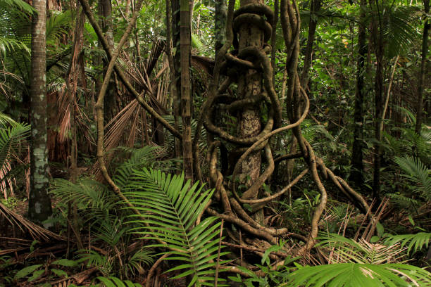twisted vines in a rainforest in far north Queensland, Australia stock photo