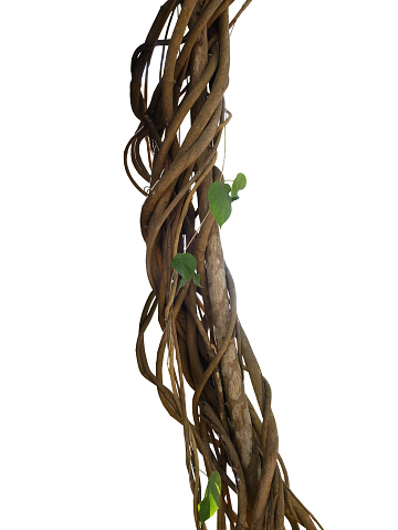 Twisted wild liana jungle vines plant growing on tree branch isolated on white background, clipping path included.