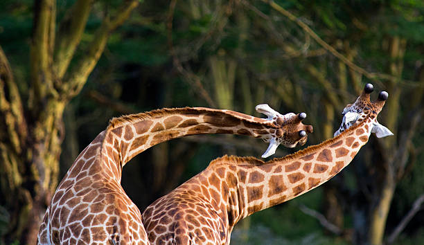Twisting Giraffe Two Rothschild Giraffe in "necking" contest - Lake Nakuru National Park, Kenya lake nakuru national park stock pictures, royalty-free photos & images