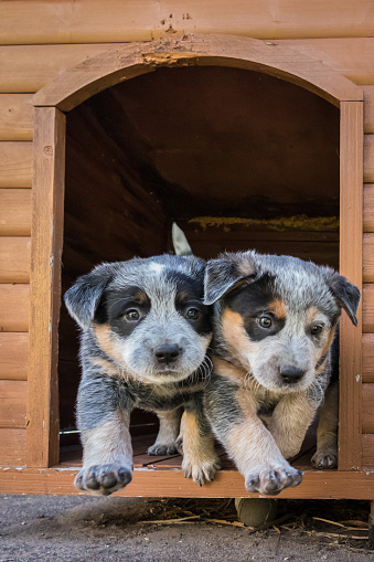 Two 6weeks Old Blue Heeler Puppies Australian Cattle Dogs ...