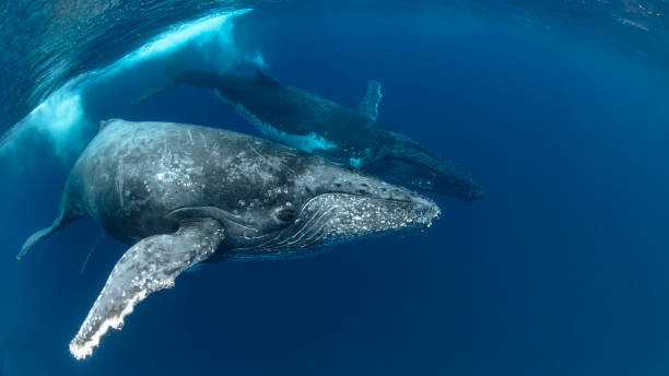 Two Adult Humpback Whales swimming in blue water stock photo