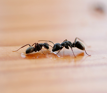 A macro shot of ants eating honey on a wood surface.