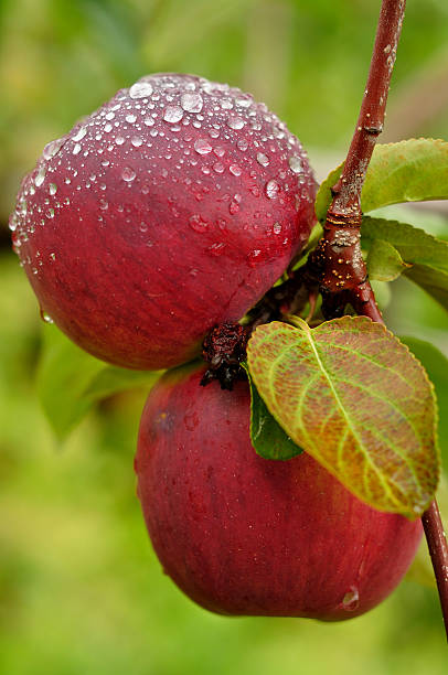 Two Apples On Tree With Water Drops