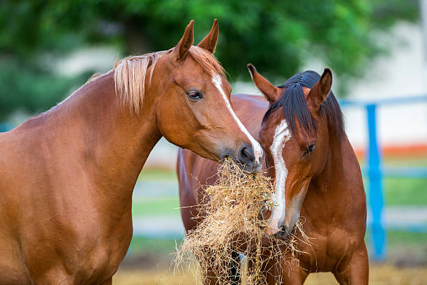 due cavalli arabi mangia fieno all'aperto - fieno foto e immagini stock