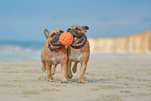 Two athletic brown French Bulldog dogs playing fetchwith ball at the beach with a maritime dog collars dog photography animal harness stock pictures, royalty-free photos & images