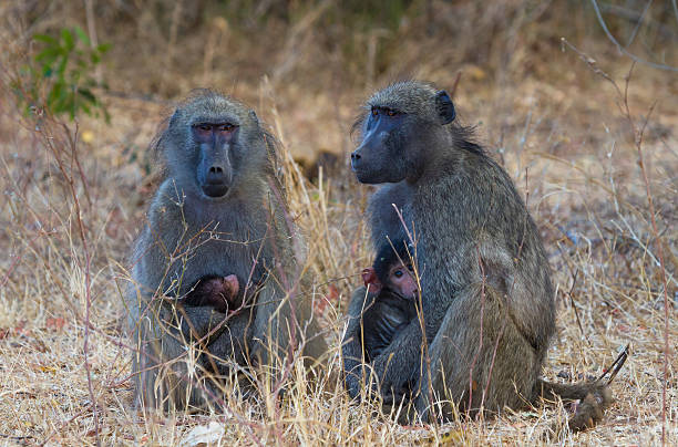 Two Baboons with Infants stock photo