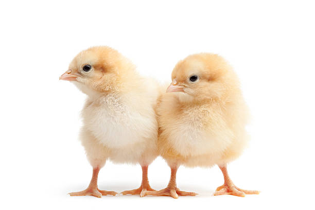 Two baby chickens standing together on a white background chicks isolated on white - two baby chickens (Buff Oprington) baby chicken stock pictures, royalty-free photos & images