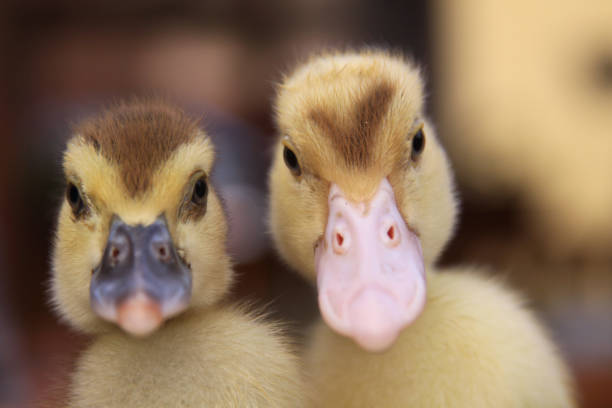 Two baby ducks side by side stock photo